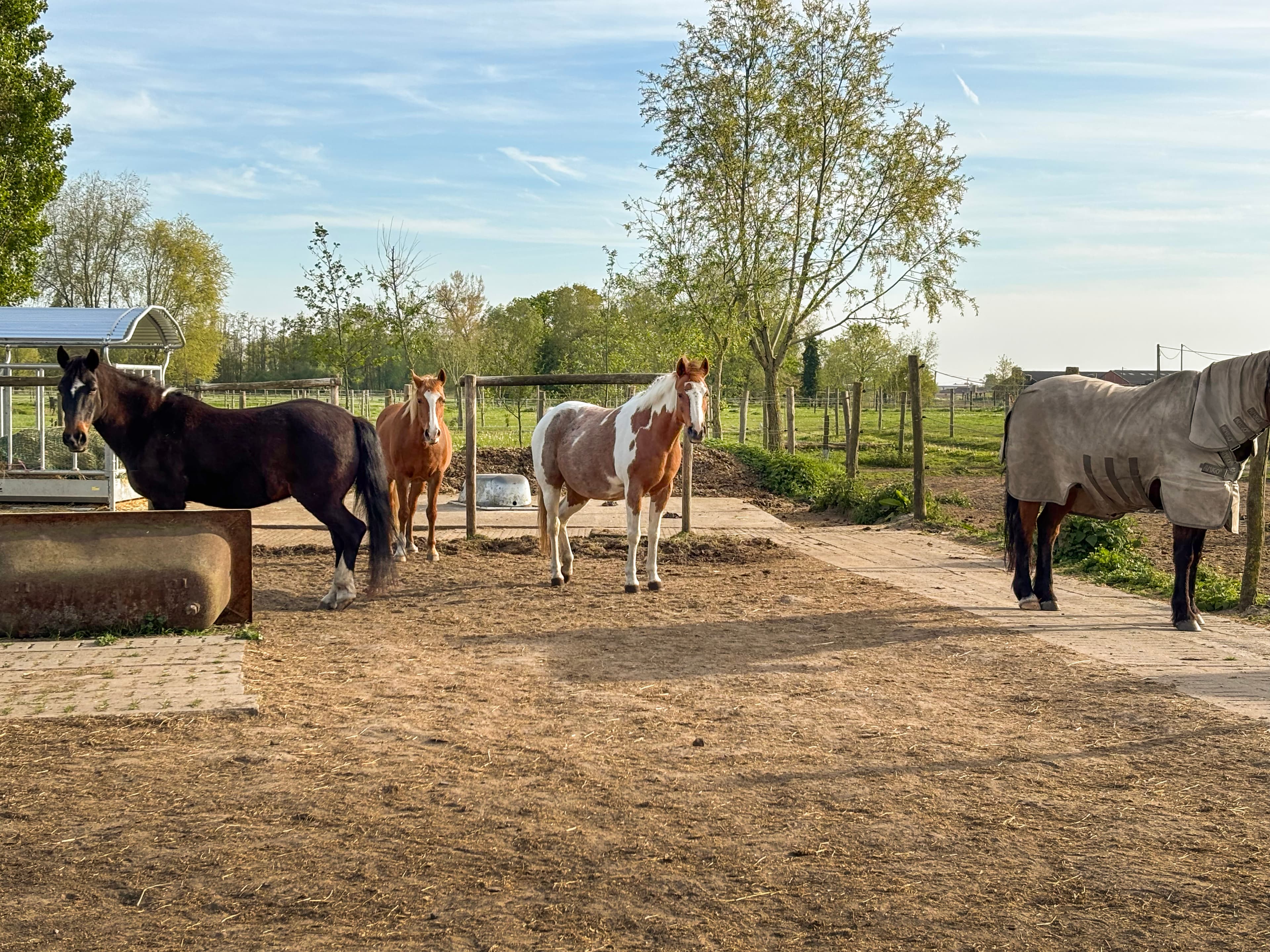 Pony's in paddock